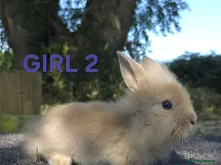 Lionhead rabbits Lionheads ready now - Advert 1