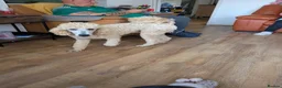 Standard Poodle dogs for stud: FOR STUD ONLY - Watson - Advert 8