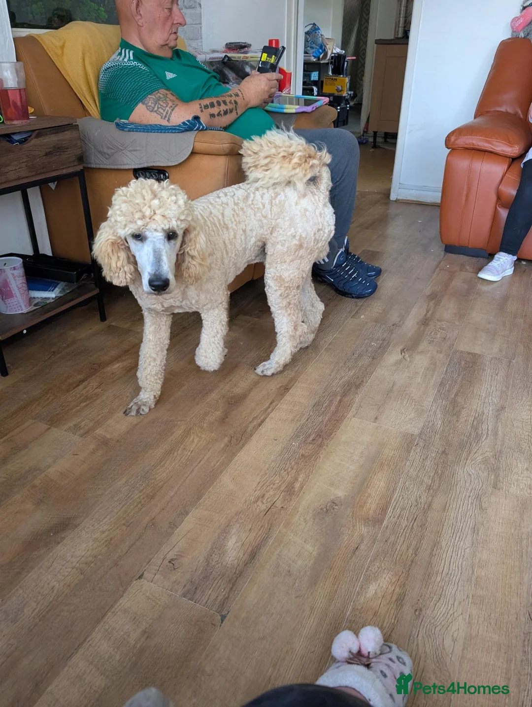 Standard Poodle dogs for stud: FOR STUD ONLY - Watson - Advert 8