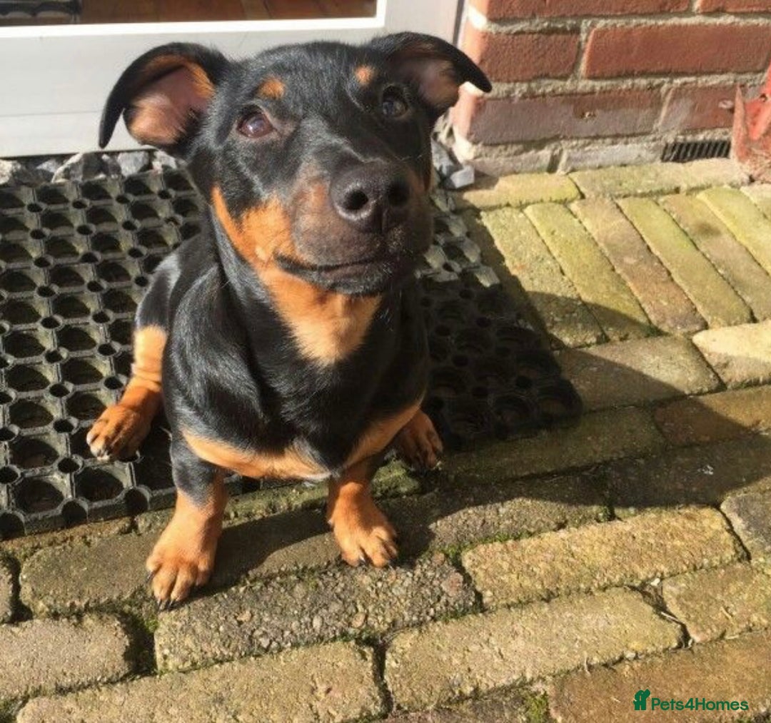 Jack Russell dogs for sale: Miniature jack  Russell puppy - Advert 4