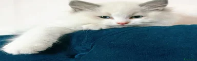 Snowball 