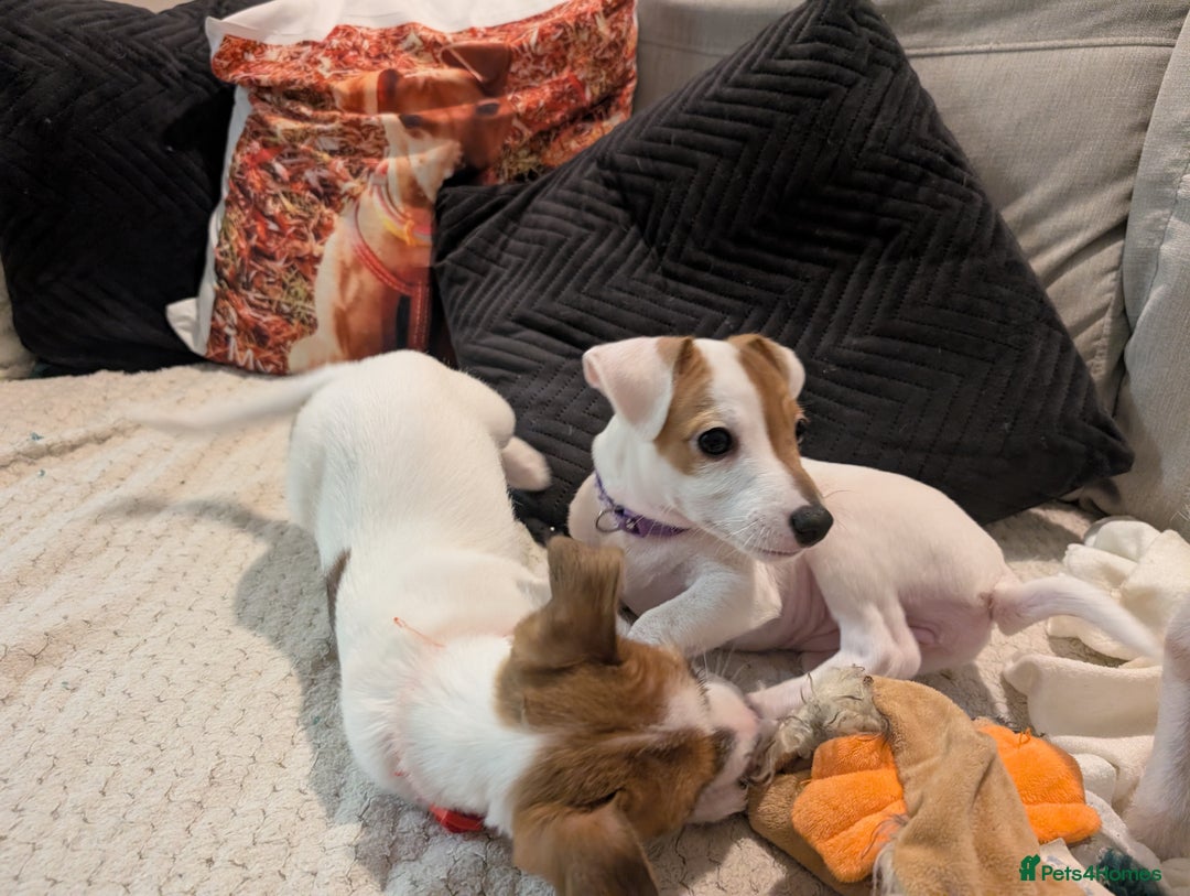 Mixed Breed dogs for sale: Jack Russell 3/4 1/4 chihuahua puppies  - Image 8