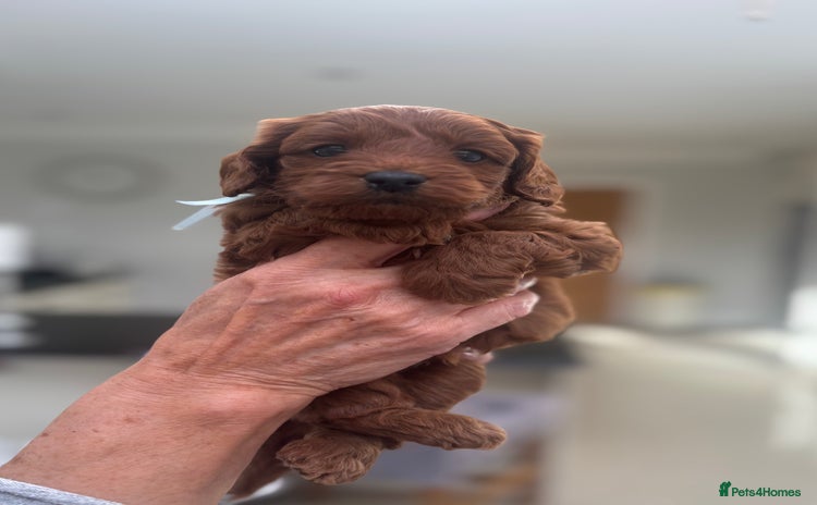 Cavapoo dogs - Advert 9