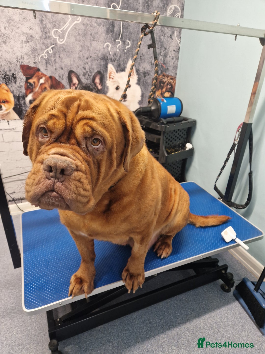 Dogue De Bordeaux dogs for sale: 4 week Douge de Bordeaus puppy  - Advert 7