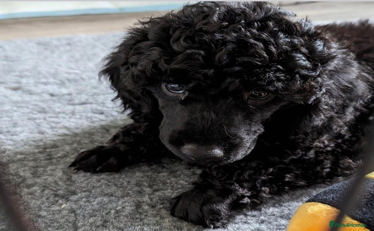 Miniature Poodle dogs - Advert 10