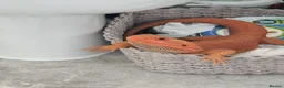 Bearded Dragon reptiles for sale: Tango in Lincoln - Advert 4