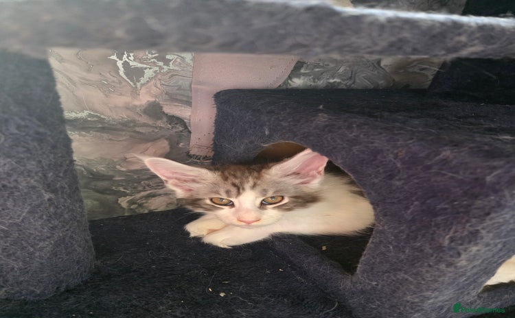 Maine Coon cats in Blackpool - Advert 6