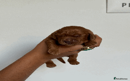 Cocker Spaniel dogs for sale: Pedigree Cocker Spaniel Puppies  - Image 10