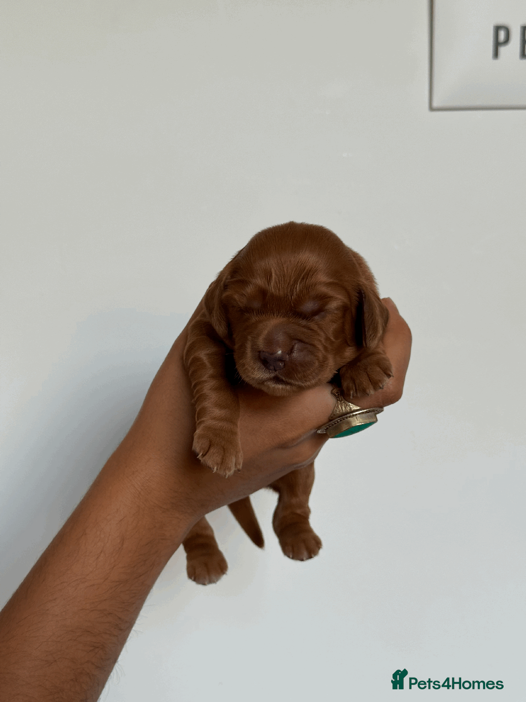 Cocker Spaniel dogs for sale: Pedigree Cocker Spaniel Puppies  - Image 10