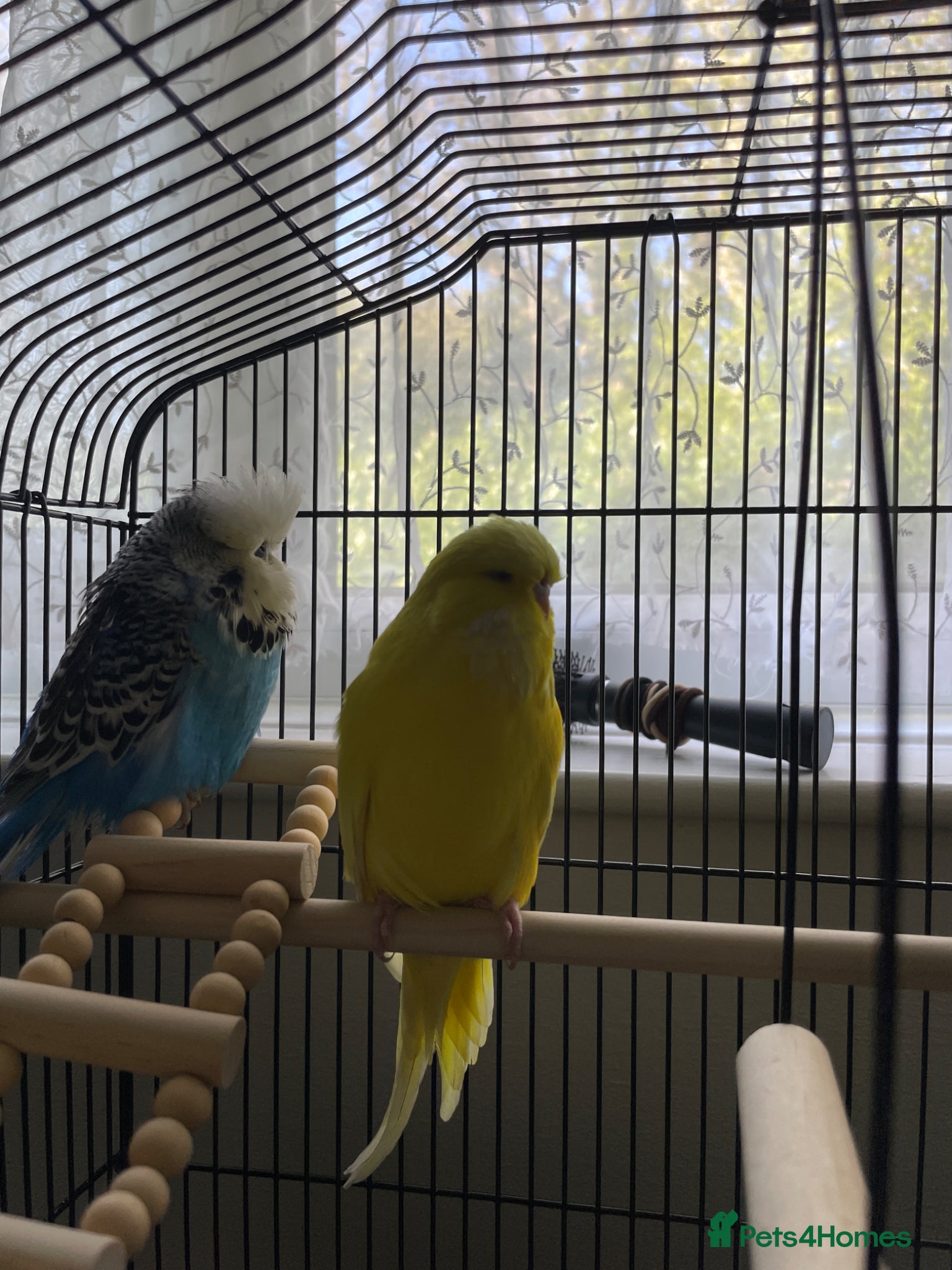 Budgerigars birds 1 Male & Female Budgies. - Advert 4