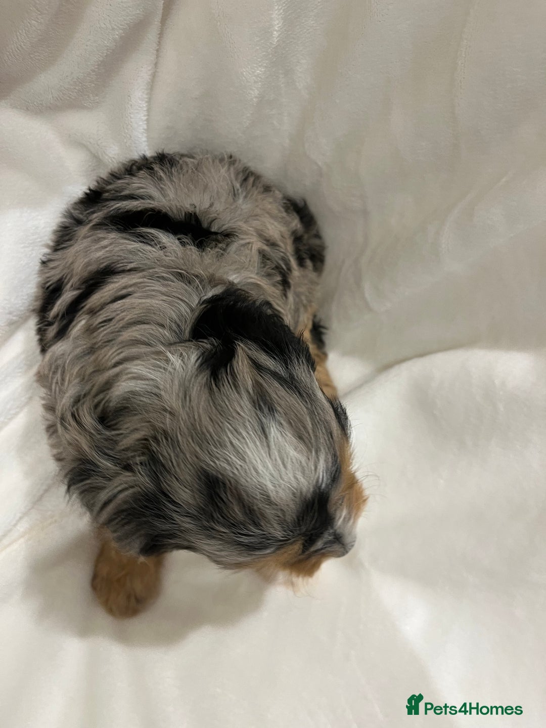 Cavapoo dogs for sale: Rare extensively health tested chocolate cavapoos - Advert 4