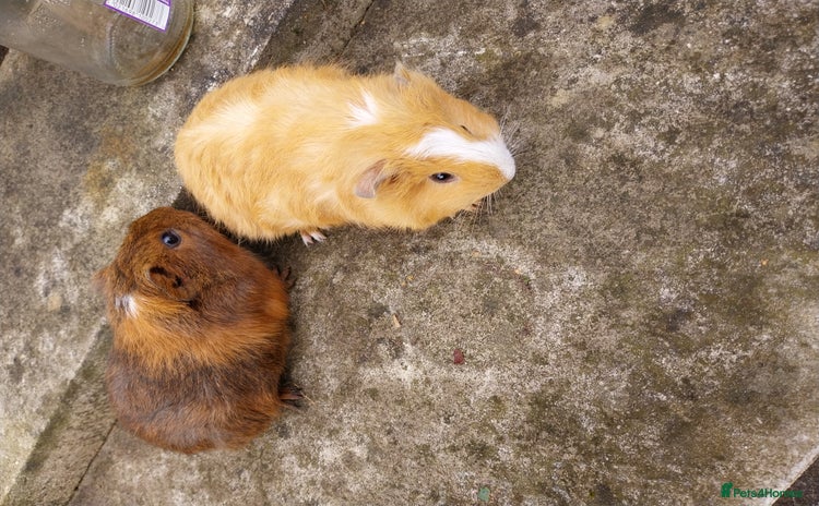 Guinea Pig rodents - Advert 3