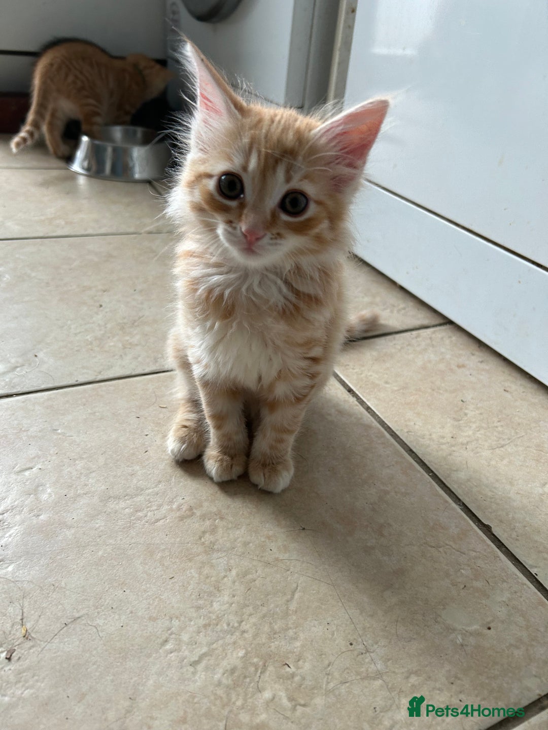 Mixed Breed cats for sale: Ragdoll x Bengal Kittens - Image 7