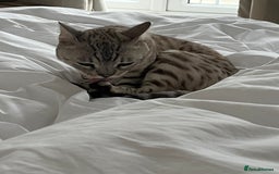 Bengal cats for sale: Beautiful Bengal Boy - Image 3