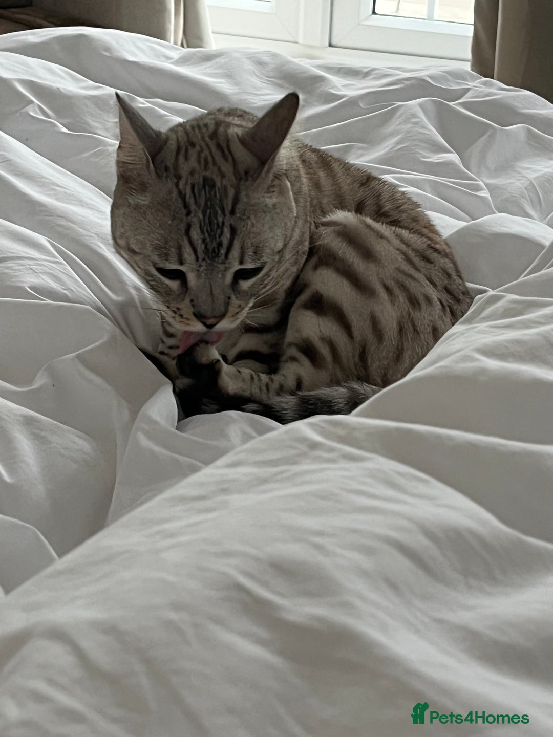 Bengal cats for sale: Beautiful Bengal Boy - Image 3