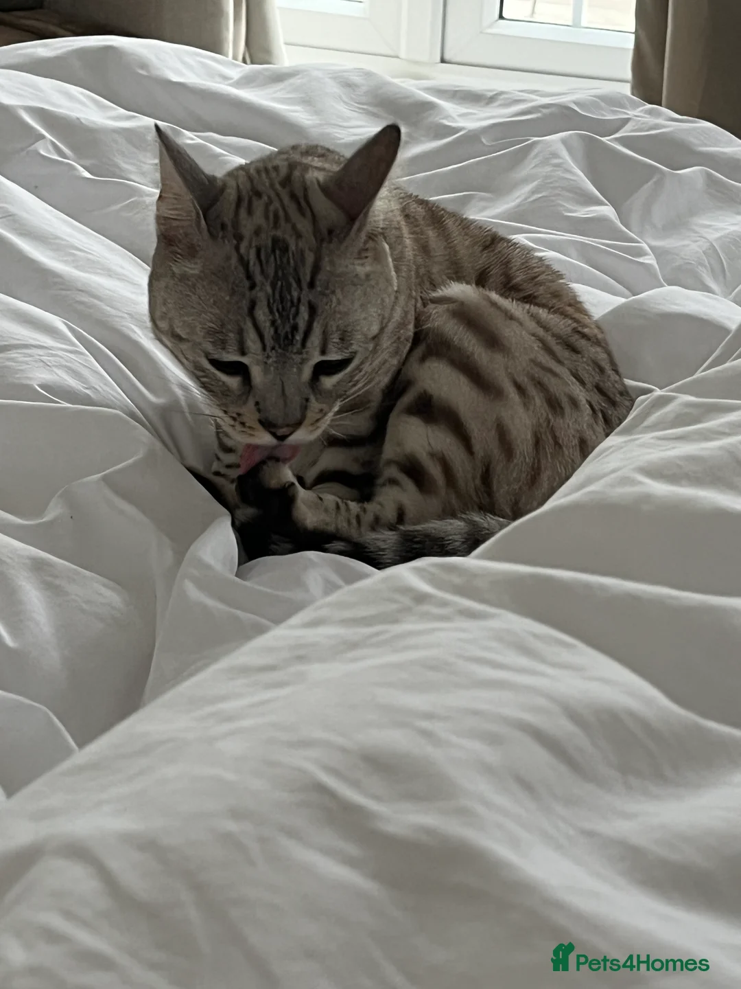 Bengal cats for sale: Beautiful Bengal Boy - Advert 2