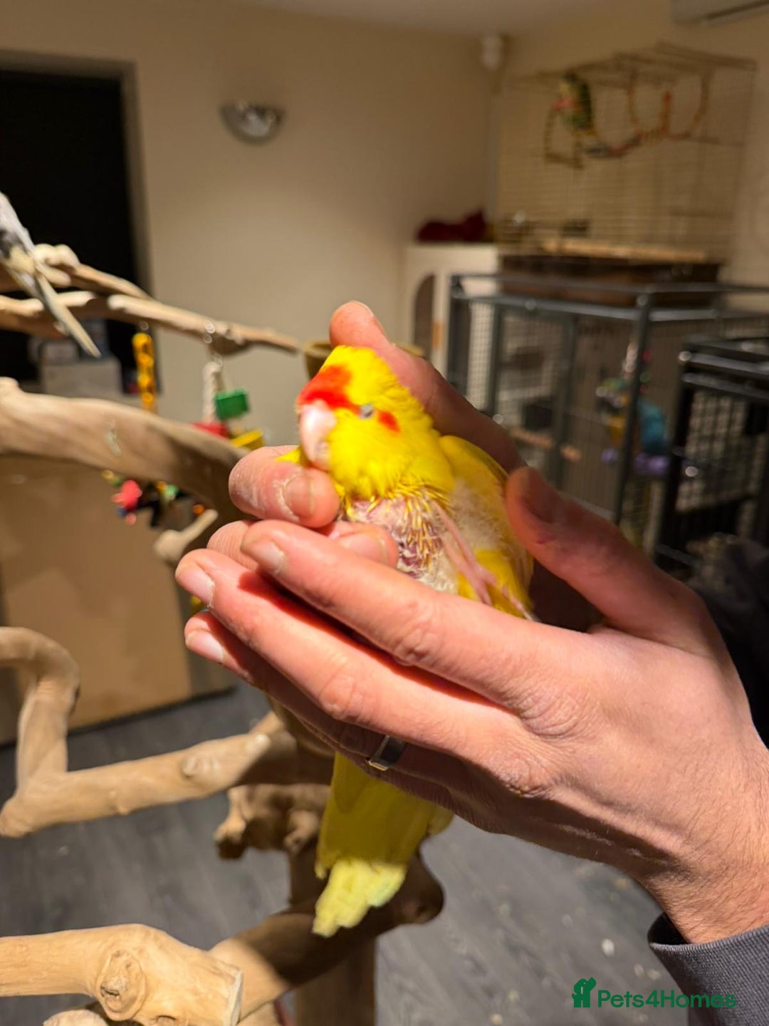 Budgerigars birds for sale: Beautiful Kakariki for sale!!!  - Advert 3