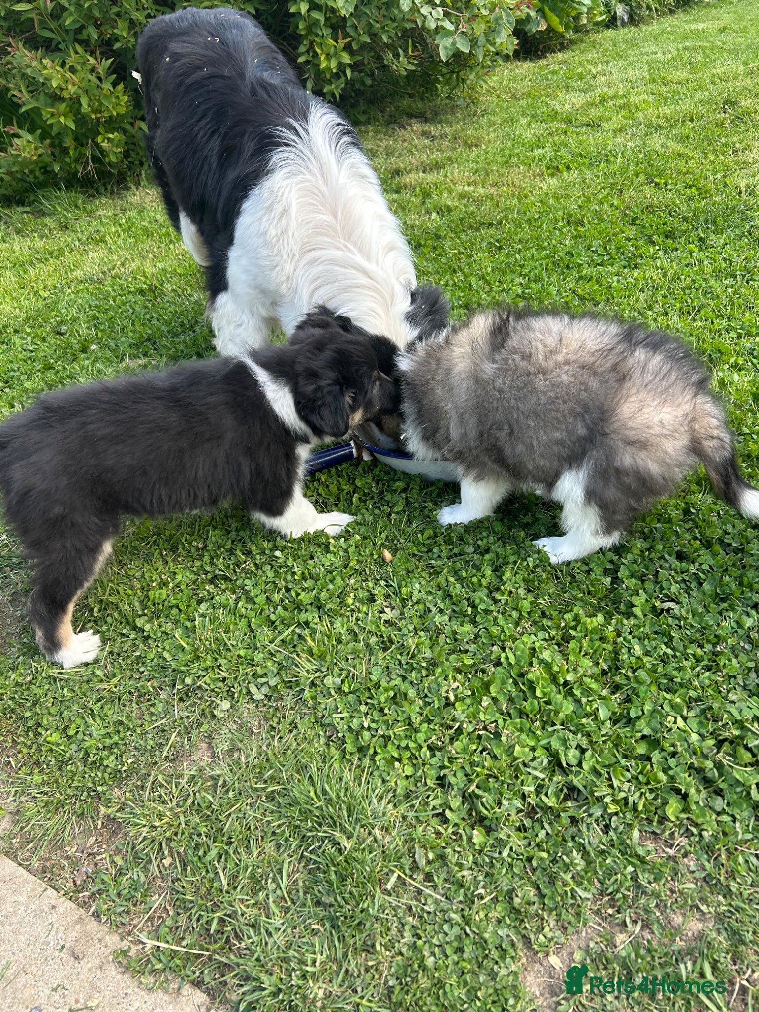 Mixed Breed dogs READY NOW Gorgeous border collie puppies  - Advert 18