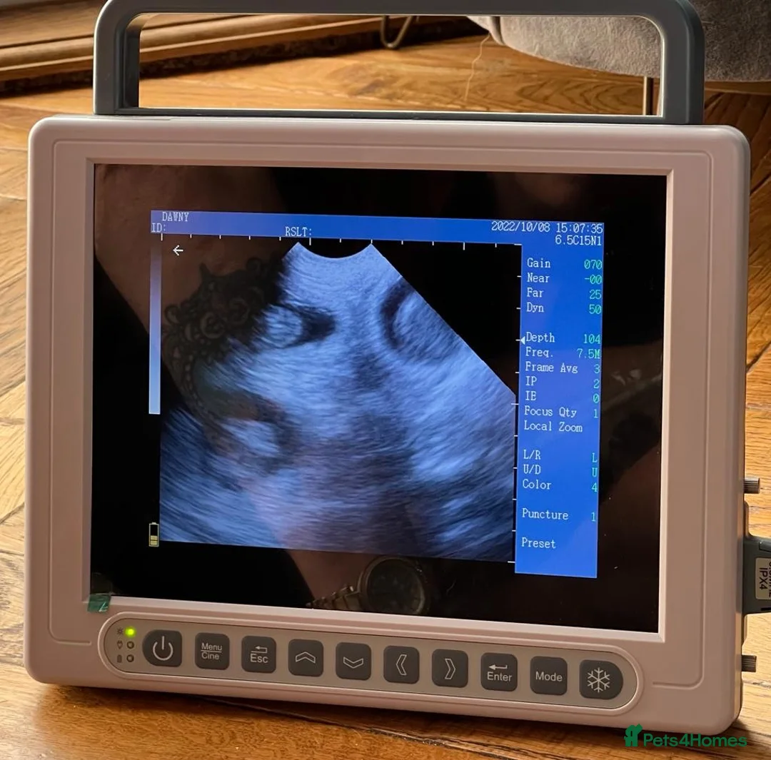 Standard Poodle dogs for stud: Champion Proven Gentle Poodle Available for Stud in Swindon - Advert 15