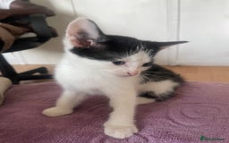 Domestic Shorthair cats for sale: 5-week-kittens - ready to leave at 8 weeks old  - Image 4