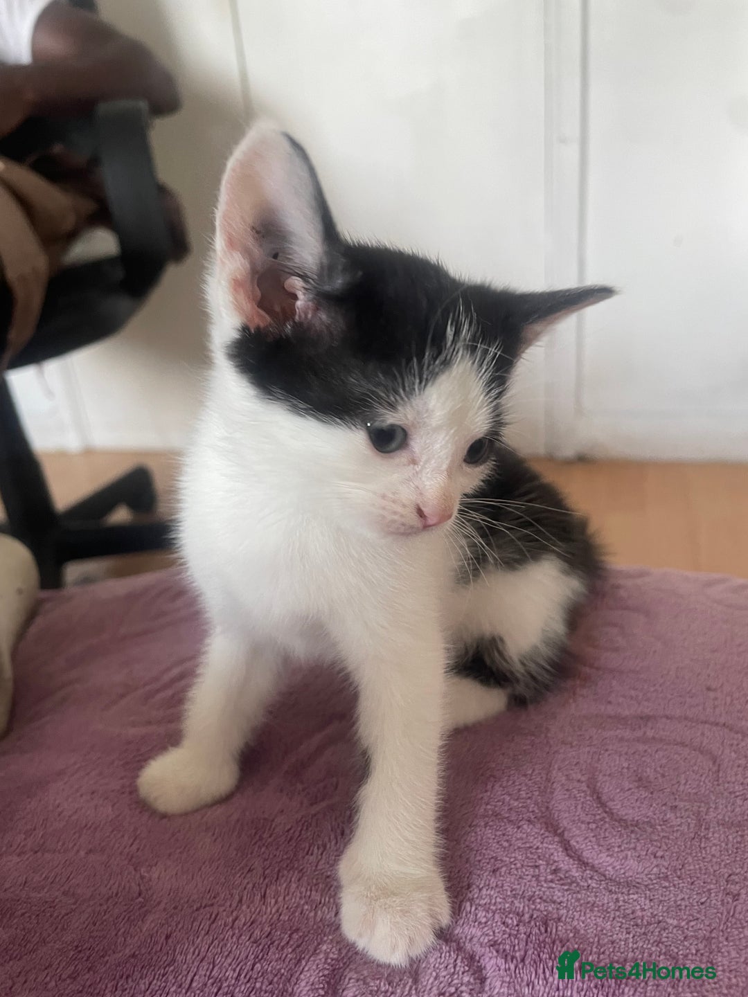 Domestic Shorthair cats for sale: 5-week-kittens - ready to leave at 8 weeks old  - Image 4