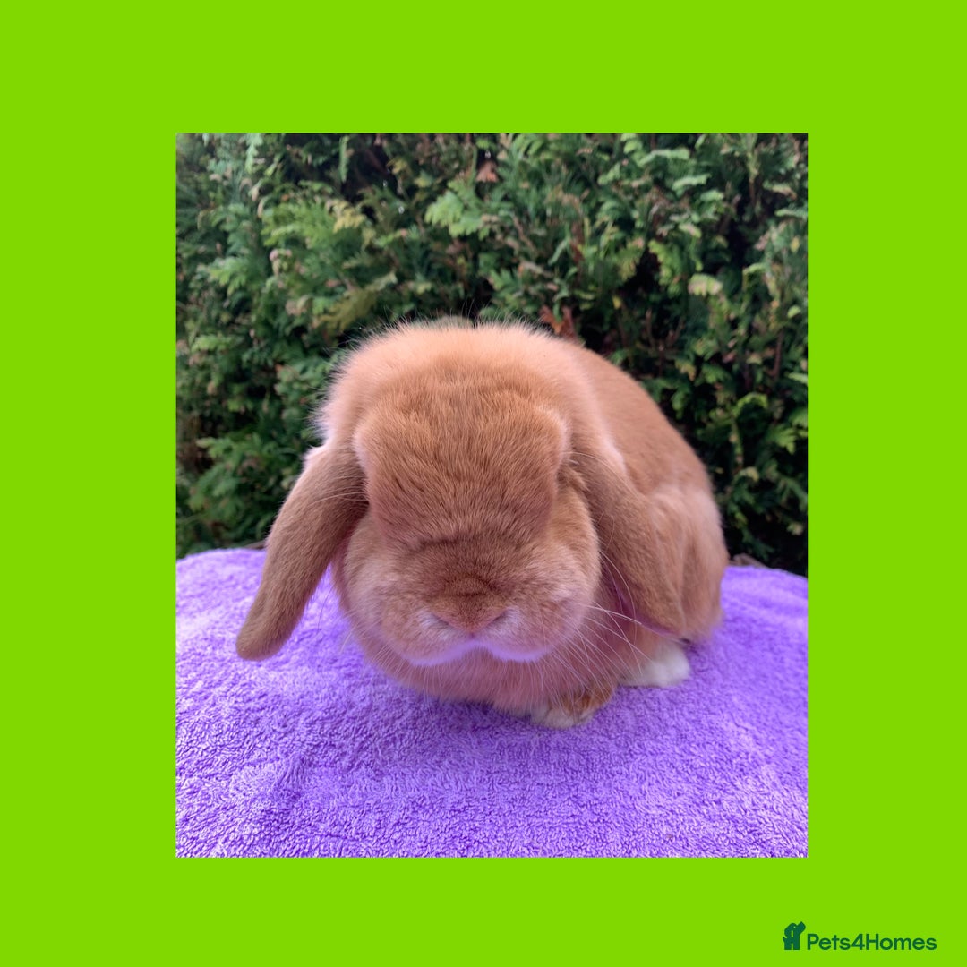Mini Lop rabbits for sale: Gorgeous purebred neutered mini lop boy - Advert 3
