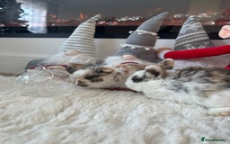 Mini Lop rabbits for sale: Baby bunnies  - Advert 6