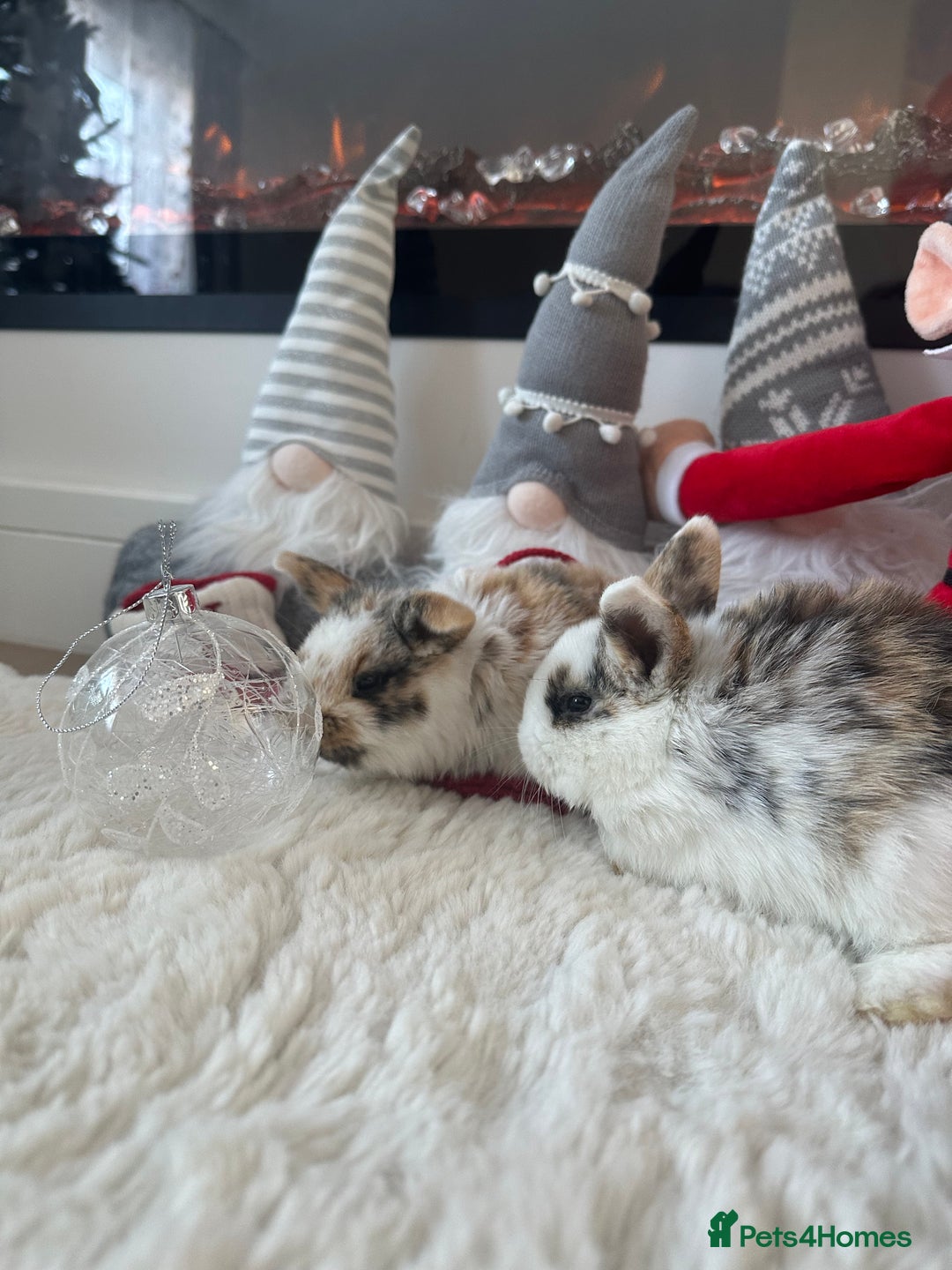 Mini Lop rabbits for sale: Baby bunnies  - Advert 6