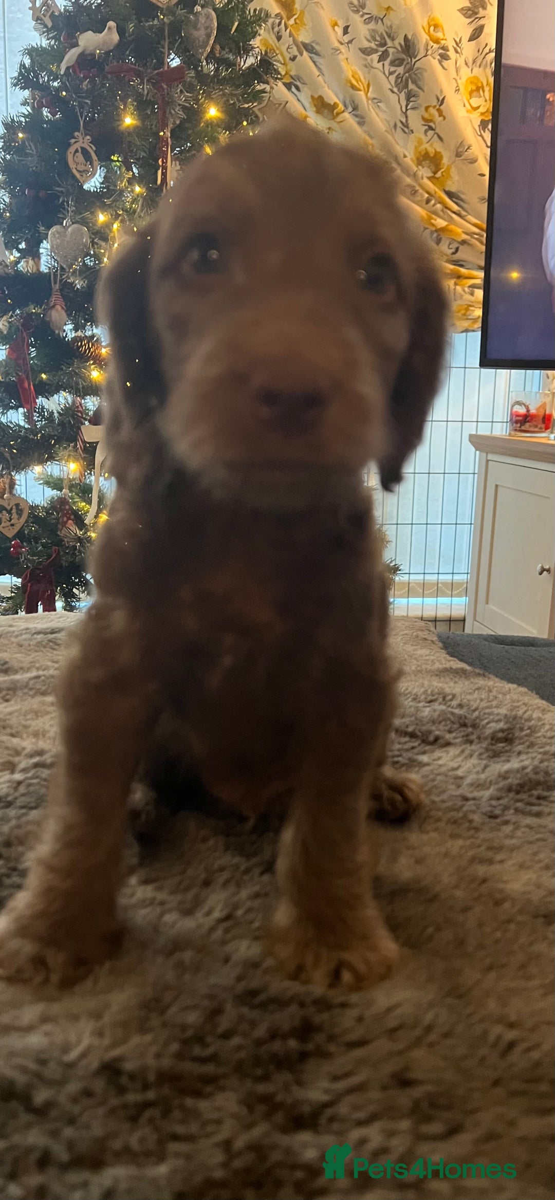 Cockapoo dogs for sale: Cockapoo puppies  - Advert 22