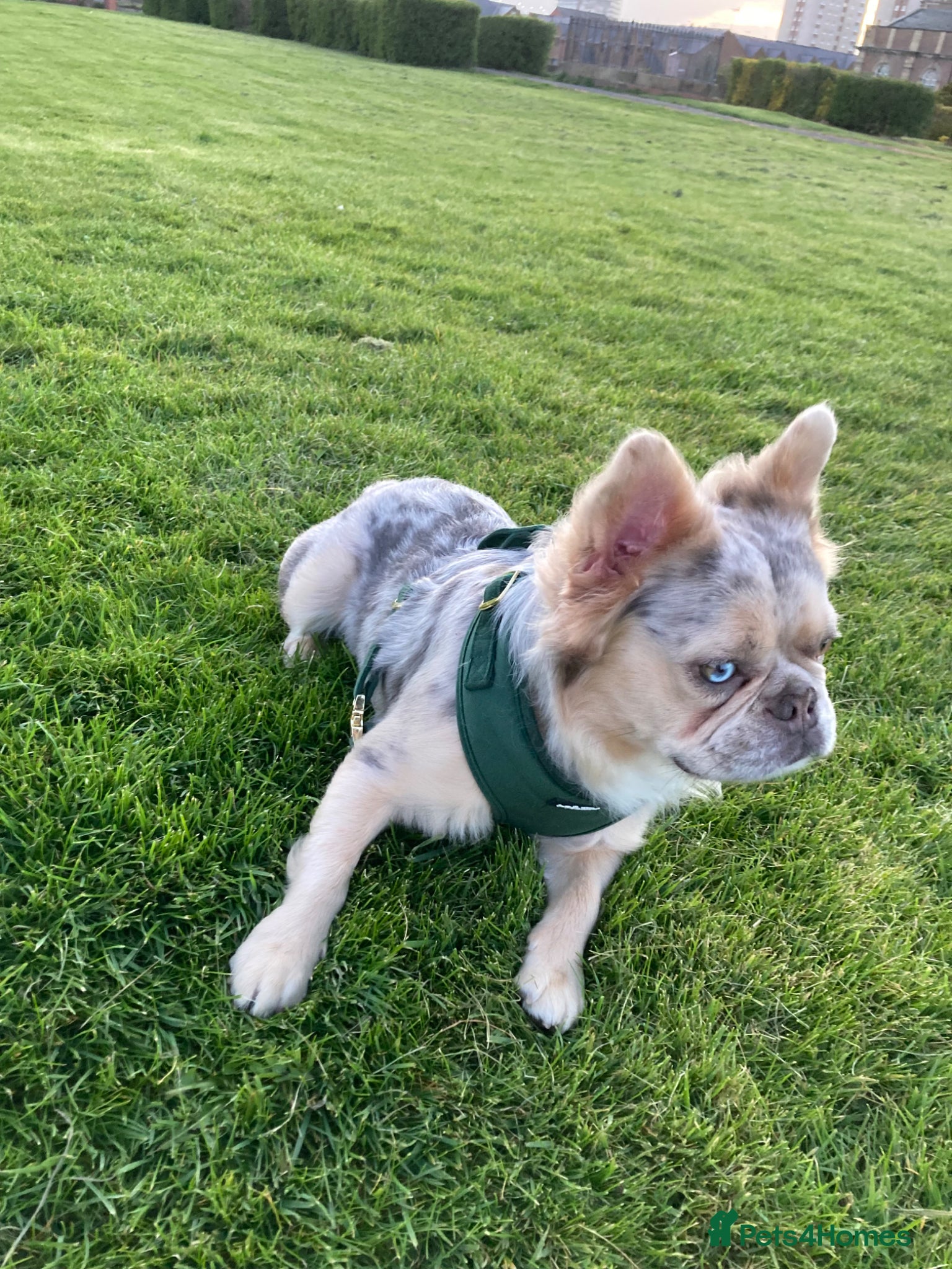 French Bulldog dogs Merle Fluffy Frenchie Stud - Free Microchipping - Advert 4