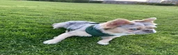 French Bulldog dogs for stud: Merle Fluffy Frenchie Stud - Free Microchipping - Advert 4
