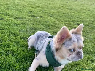French Bulldog dogs Merle Fluffy Frenchie Stud - Free Microchipping - Advert 4
