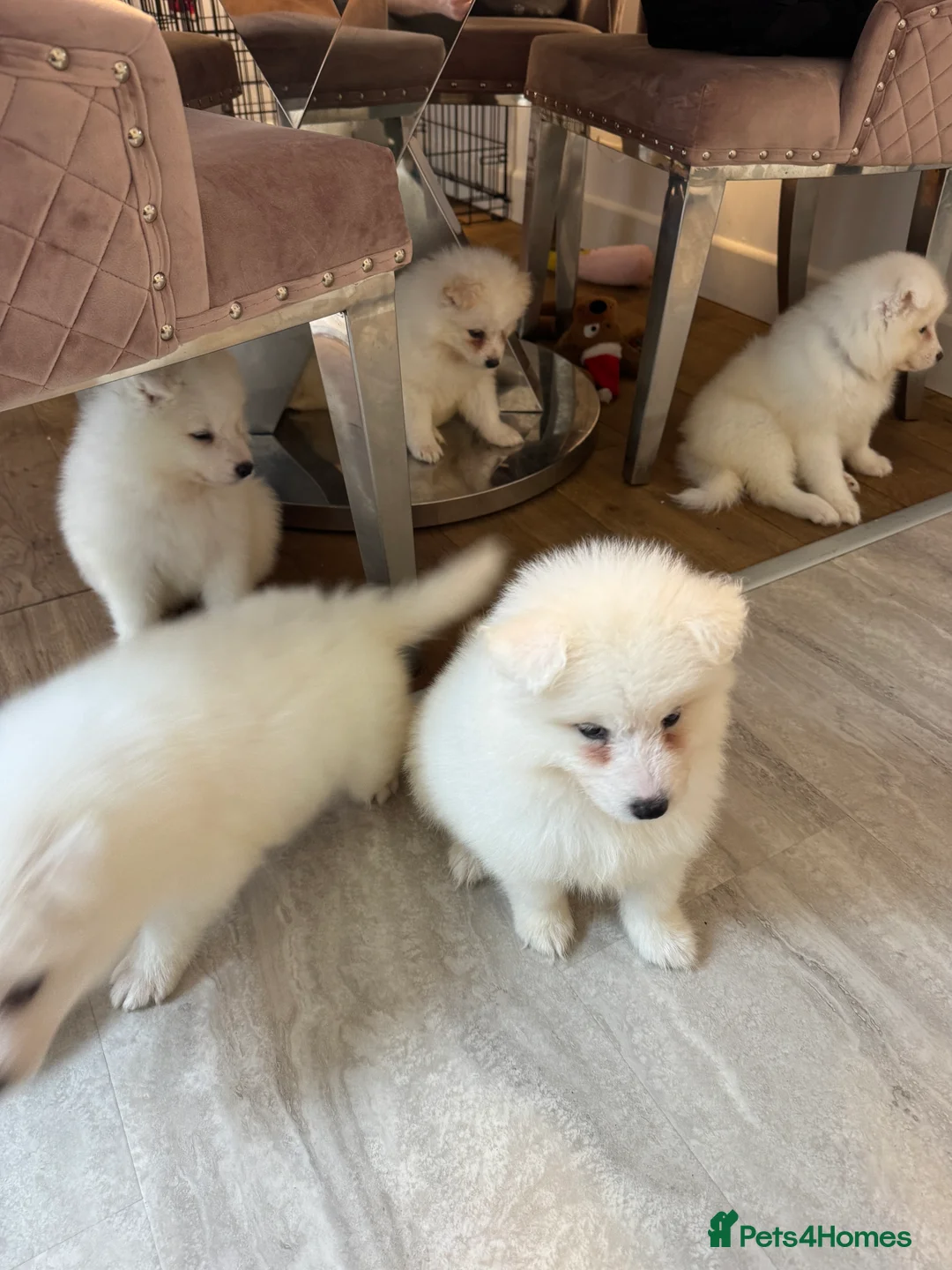 Samoyed dogs for sale: Samoyed Puppies - Advert 6