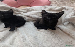 Mixed Breed cats for sale: Sweet kittens  - Image 5