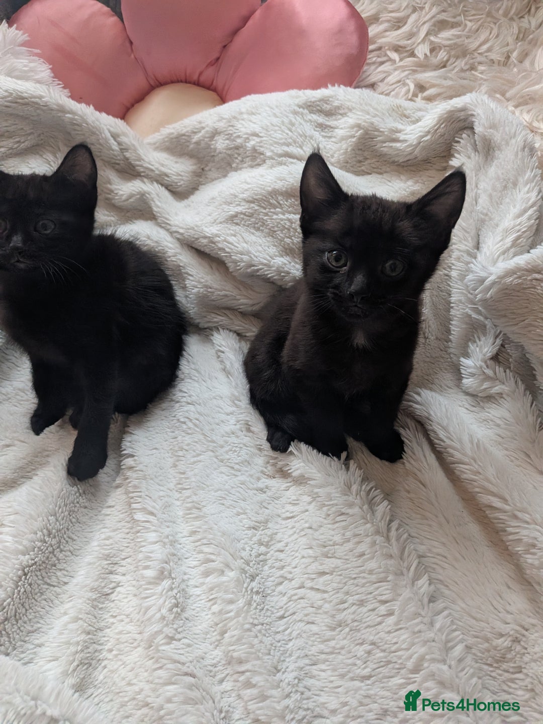 Mixed Breed cats for sale: Sweet kittens  - Image 5