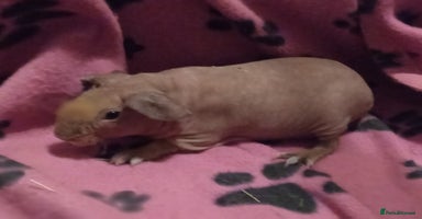 Guinea Pig rodents - Advert 6