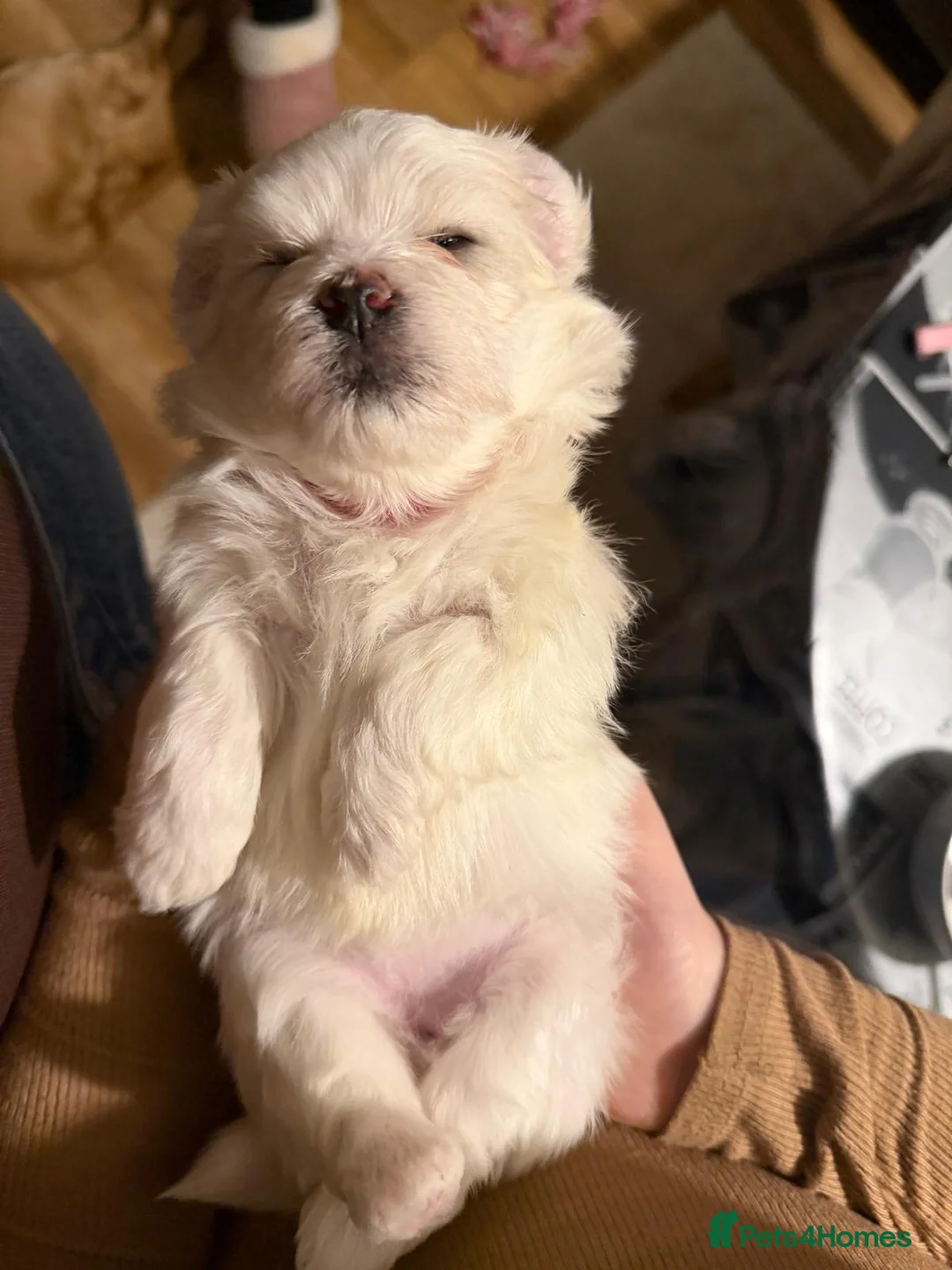 Maltese dogs for sale: Maltese babies - Advert 35
