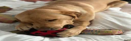 Labrador Retriever dogs for sale: Labrador  in Peterborough - Advert 4