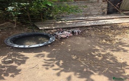 Pig livestock for sale: Kune x juliana piglets - Image 2
