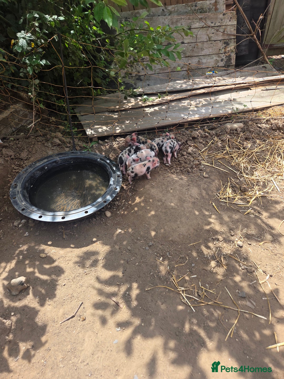 Pig livestock for sale: Kune x juliana piglets - Image 2