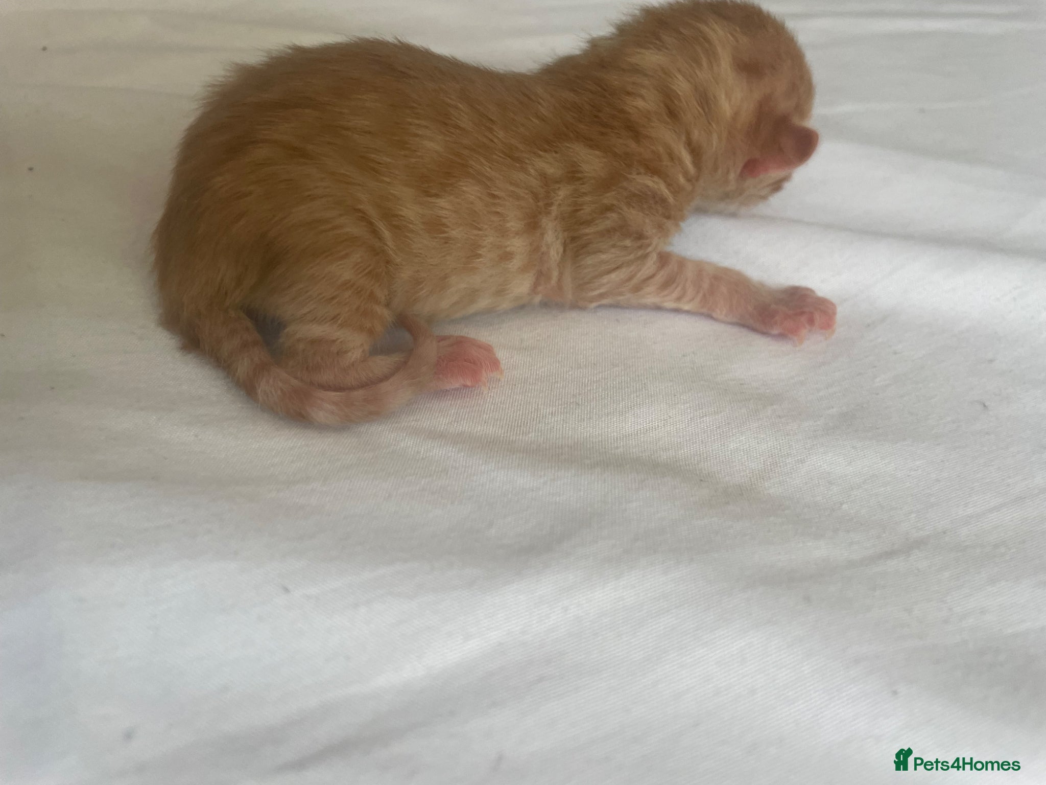 Mixed Breed cats beautiful ginger mixed kittens - Advert 6