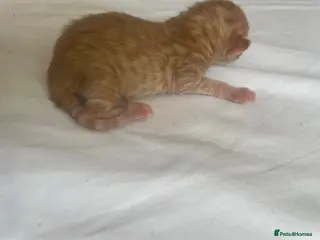 Mixed Breed cats beautiful ginger mixed kittens - Advert 6
