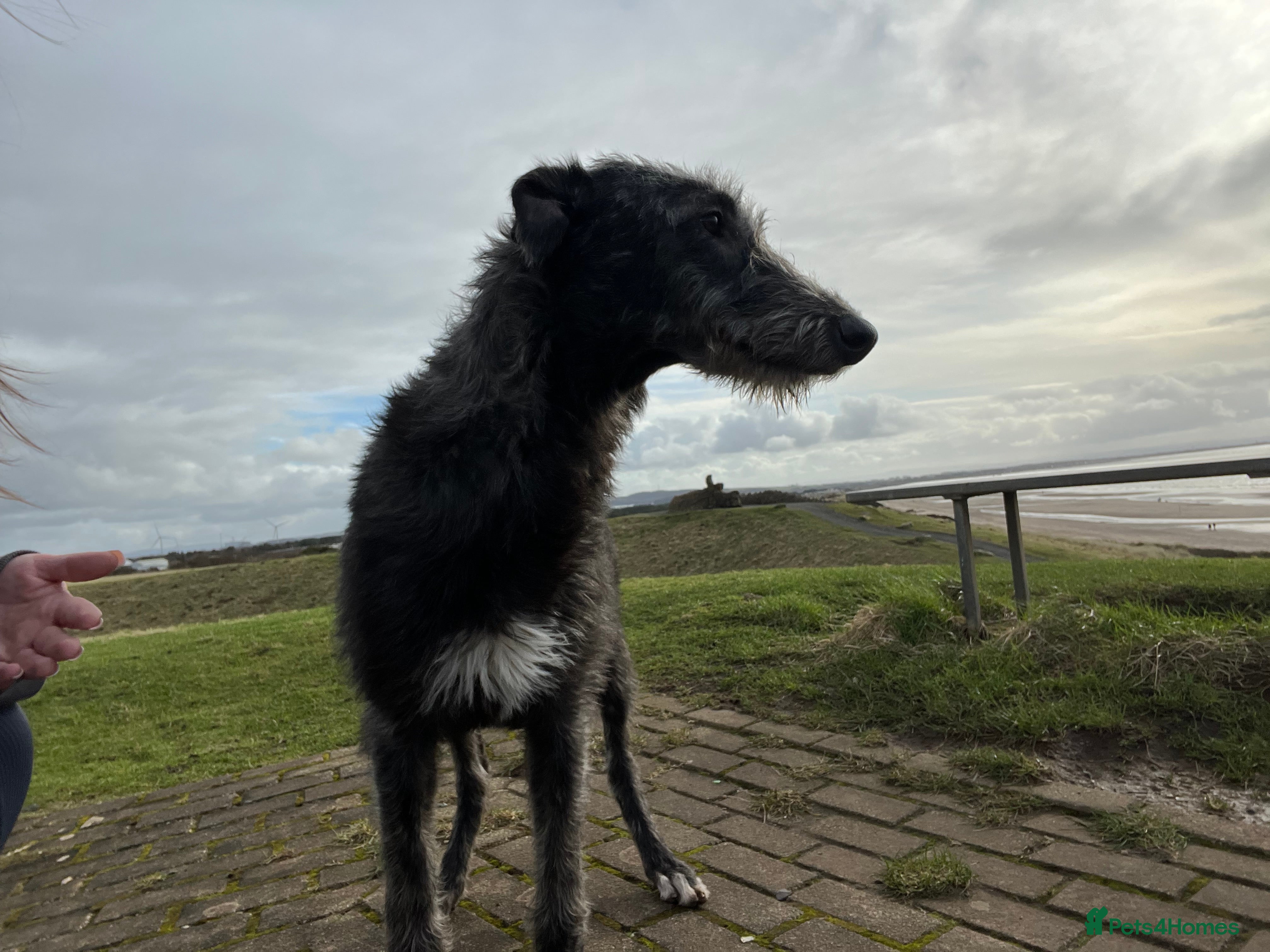 Deerhound dogs Female deerhound - Advert 1