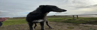Deerhound Puppy 1