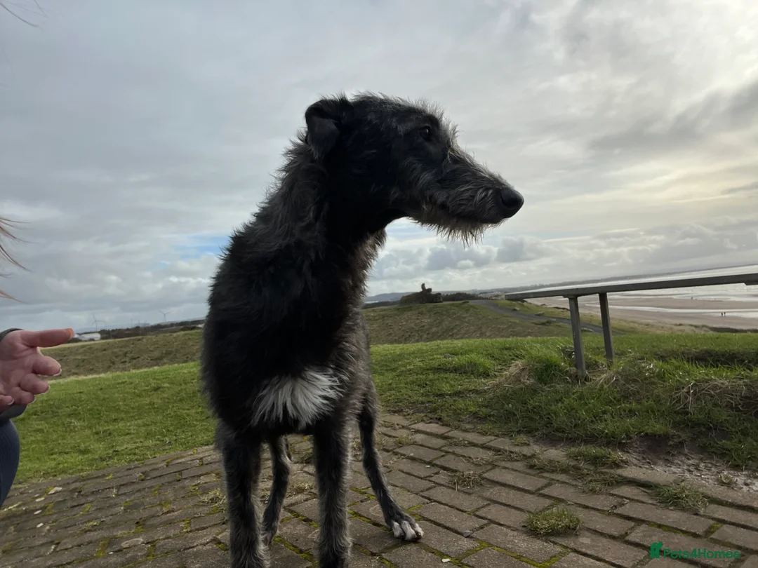 Deerhound dogs for sale: Female deerhound - Advert 2