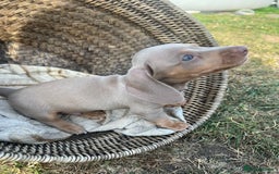 Miniature Dachshund dogs for sale: Miniature Dachshund Isabella Tan Short Soft Coat - Image 2