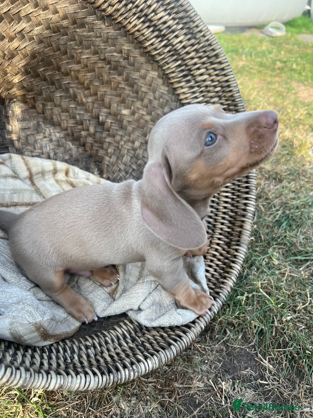 Miniature Dachshund dogs for sale: Miniature Dachshund Isabella Tan Short Soft Coat - Image 2