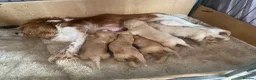 Cavapoo dogs for sale: Cavapoo pups  - Advert 6