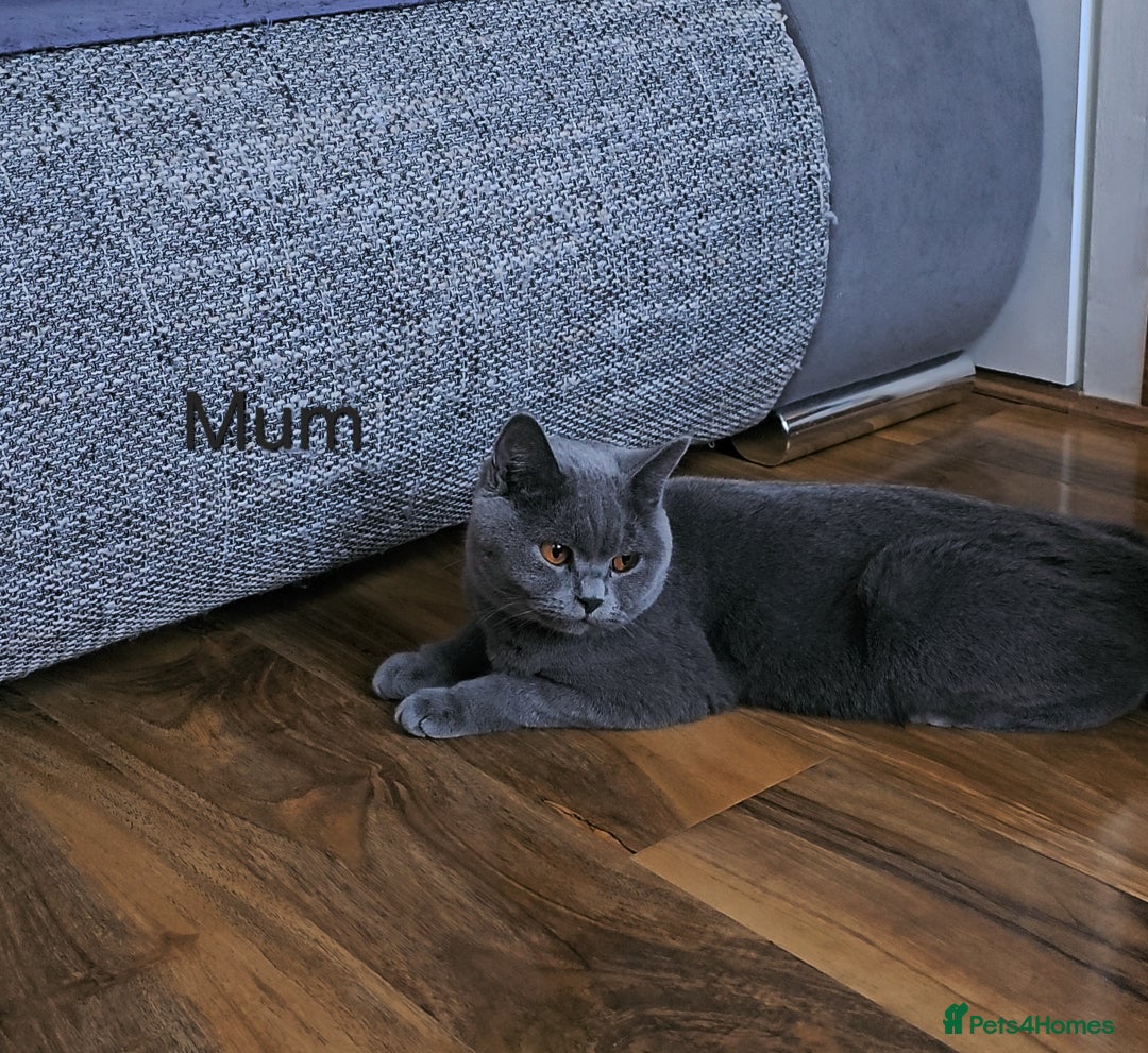British Shorthair cats for sale: British Shorthair (last girl left) - Image 26