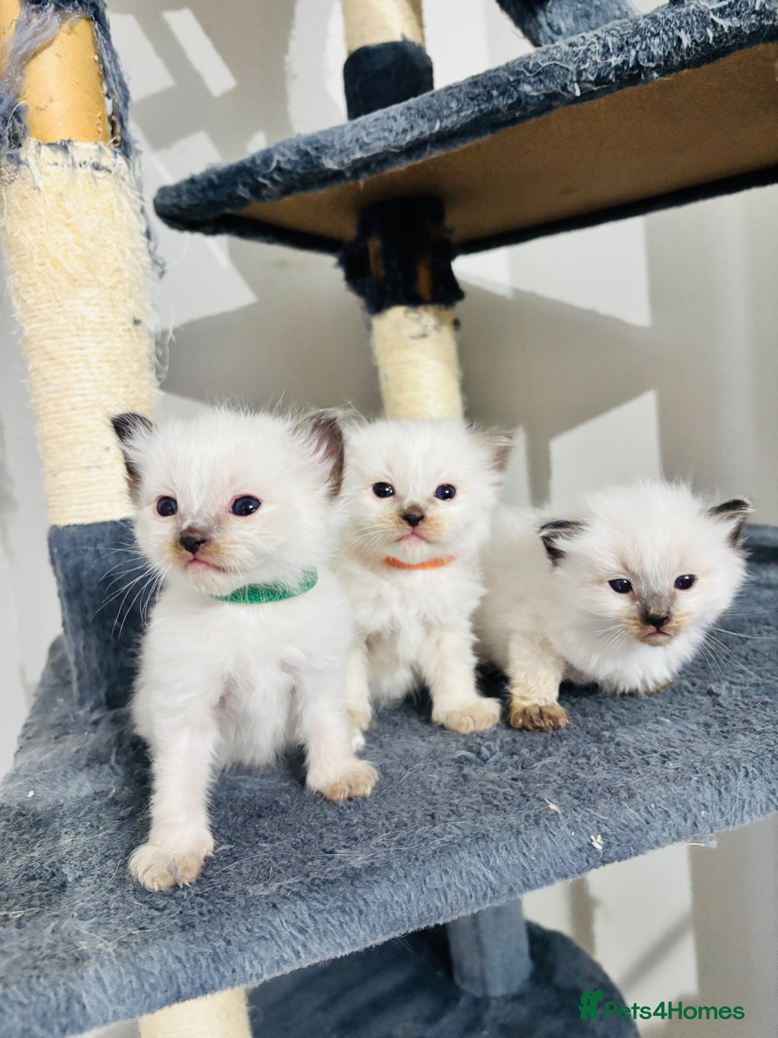 Ragdoll cats Blue point ragdoll kittens  - Advert 2